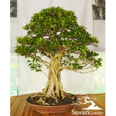 Kimeng (Ficus microcarpha)